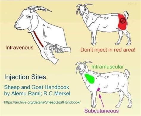 Pin by Jacci O on Goat stuff in 2023 | Boer goats, Intramuscular ...