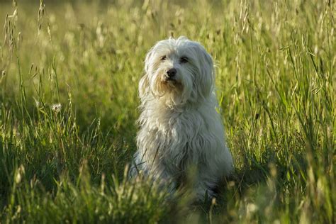 Coton de Tulear: Dog Breed Characteristics & Care