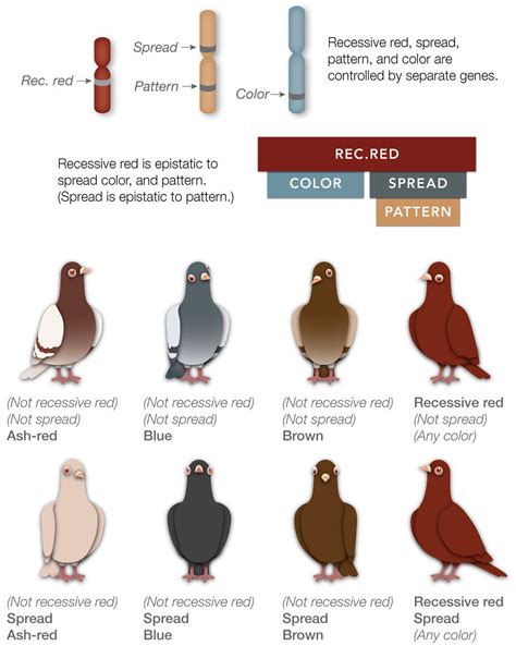 Pigeon Color Genetics