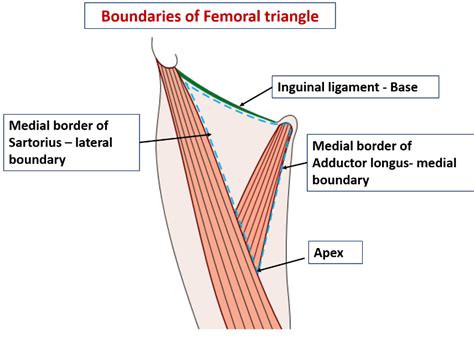 Femoral Triangle – Anatomy QA