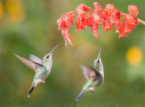 Hanging Around Photograph by Roelof De Hoog - Fine Art America