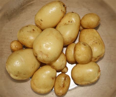 What is a seed potato? – The Unconventional Gardener