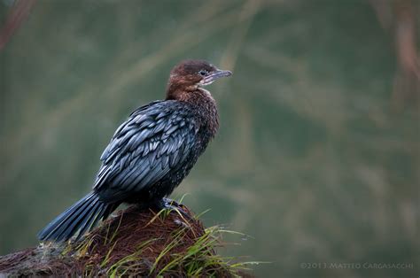 birds of europe : Photo