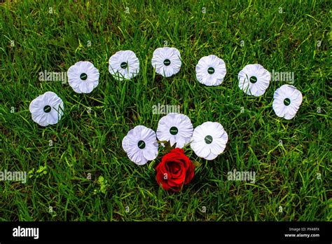 White Poppy Peace High Resolution Stock Photography and Images - Alamy