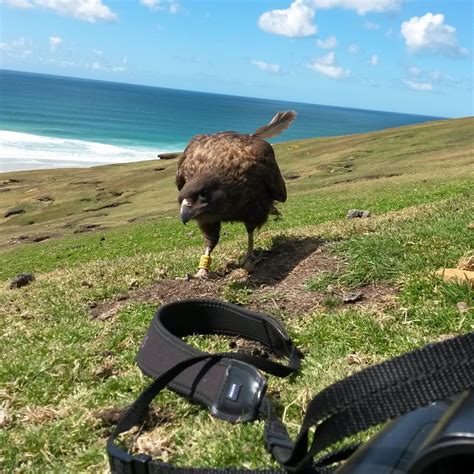 Estos ingeniosos halcones resuelven rompecabezas en las islas Malvinas ...