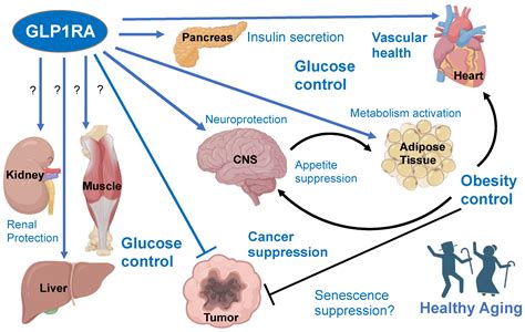 Cells | Free Full-Text | GLP1 Receptor Agonists—Effects beyond Obesity ...