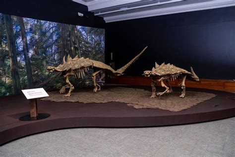 Carnegie Museum of Natural History Announces New Lineup of Virtual Experiences