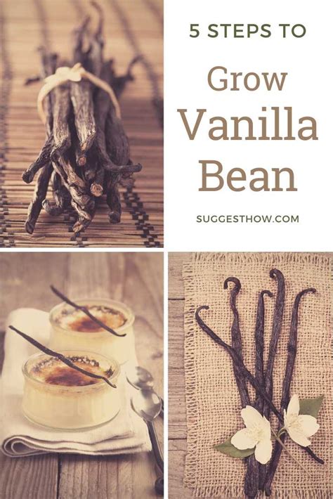 How to Grow Vanilla Bean - 5 Step Guide