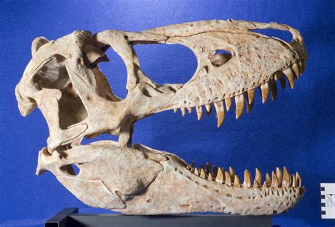 WitmerLab Dinosaur Skull Collection: tarbosaurus