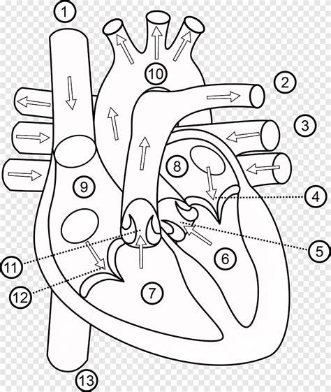 robot borroso Dentro anatomia del corazon para colorear Cortar Moretón ...