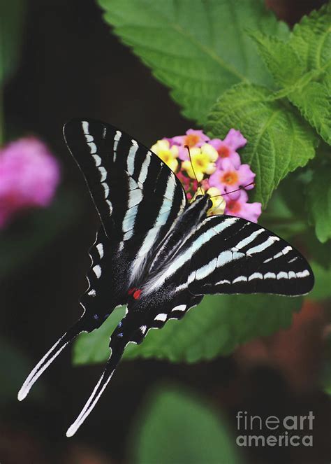 Zebra Swallowtail Photograph by Kimberly Chason | Fine Art America