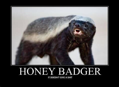 It all started with a little honey badger | Honey badger meme, Honey ...