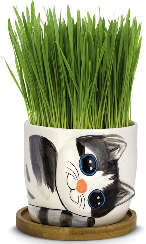 Keep Your Pet Happy and Healthy With These Cat Grass Kits - JammieCat.com