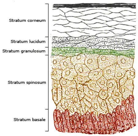 Which layer of the epidermis is composed of dead keratinocytes? A) Stratum corneum B) Stratum ...