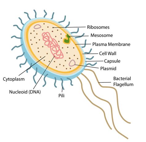 Cell Structure And Function Types Of Cells Prokaryotic Cell And | My XXX Hot Girl