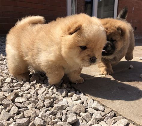 Chow Chow Puppies For Sale | Downtown, CO #278060