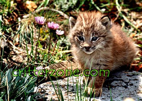 lynx cubs - Baby Animals Photo (19837867) - Fanpop