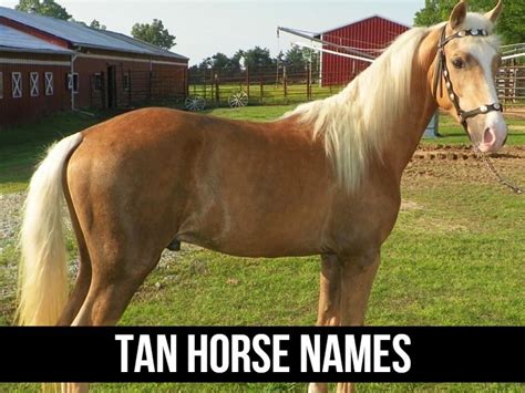 150+ Native American Horse Names and Their Inspiration