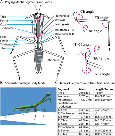 Praying Mantis Anatomy