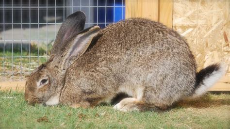 Flemish Giant Rabbit And Dog