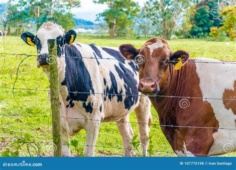 Oreo Cookie and Chocolate Milk Cow Editorial Stock Photo - Image of ...