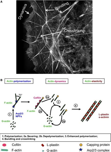 Structures and regulation of the actin cytoskeleton. (A) F-actin was ...