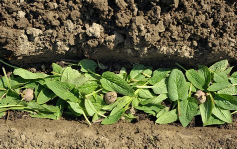 How To Grow The Highly Prized Desiree Potato, A Versatile Red-Skinned ...