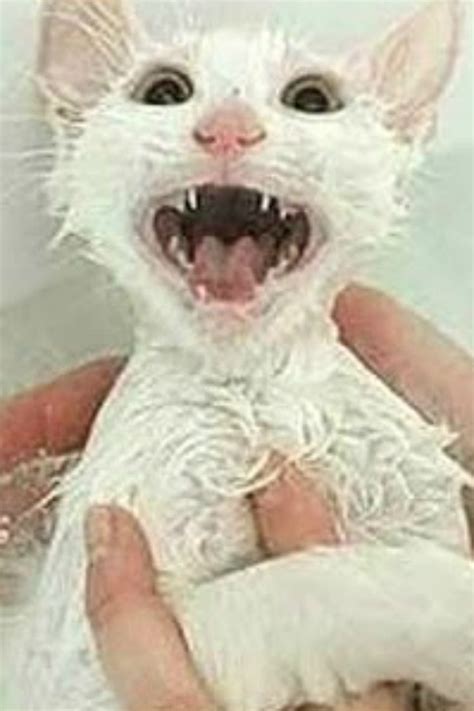 These Cats Saying 'No' To Baths [Video] Are Pitiful And So So Funny! Kids Activities Blog