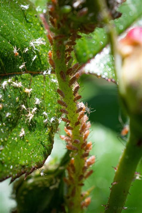 Rose aphids : r/oddlyterrifying