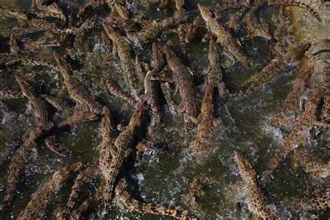 Cuban scientists race to save one of the world's rarest crocodiles