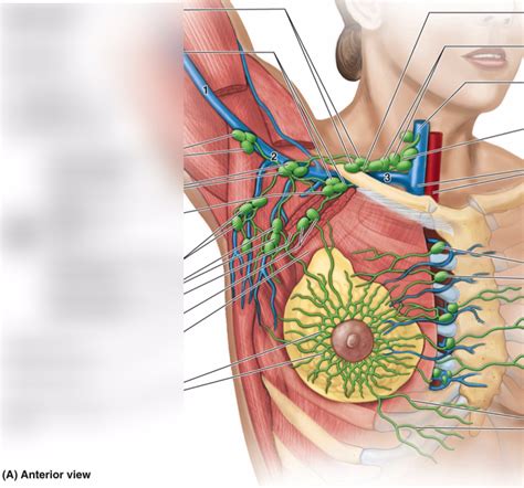 Axillary Lymph Nodes Diagram | Quizlet