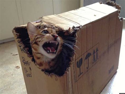 20 Funny Pictures of Box-Loving Cats