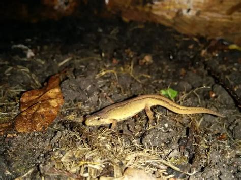 Smooth newt - Facts, Diet, Habitat & Pictures on Animalia.bio