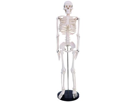 Skeleton 85cm - anatomical model - INFINITE MedStyle