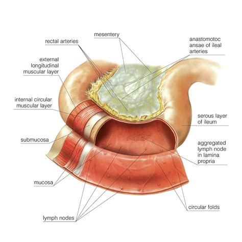 Ileum #1 Photograph by Asklepios Medical Atlas - Pixels