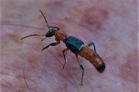 STAPHYLINIDAE | Pybio Paraguay Biodiversidad