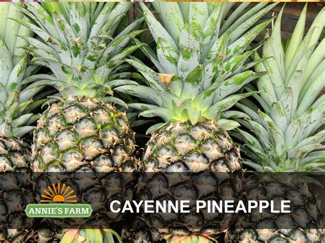 Pineapple Varieties in Vietnam & Its crop season - For your sourcing plan