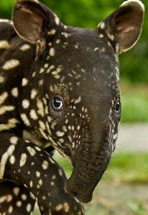 Malaysian tapir is an Endangered species of tapir that lives in the ...