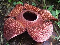 58 Plants..Rafflesia parasitic plant ideas | plants, planting flowers ...