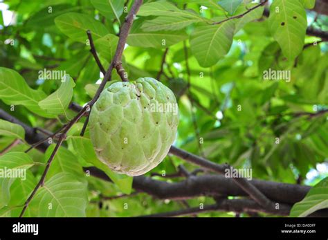 Custard apple tree hi-res stock photography and images - Alamy