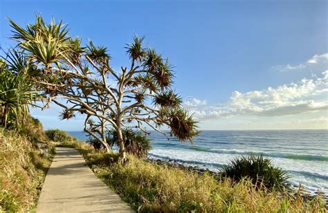 A Beach Hiking Trail on the Gold Coast in Queensland, Australia Stock Image - Image of growing ...