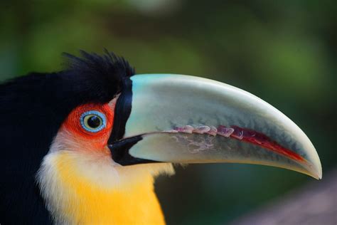 Toucan beak | Close up of a toucan at the bird park at Iguac… | peter_a_hopwood | Flickr