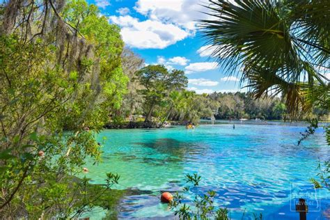 Silver Glen Springs: A Scenic Jewel of Ocala National Forest | Ocala national forest, National ...