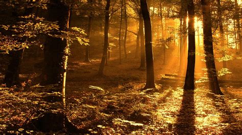 Forest Sunset Wallpapers - Wallpaper Cave