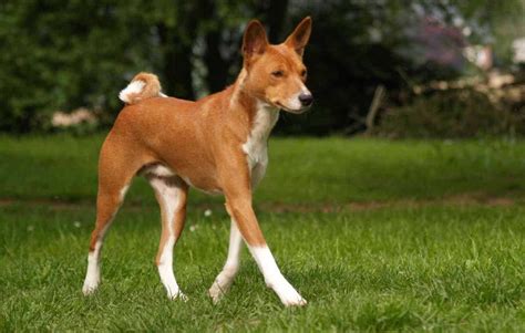 Basenji - Barkless dog - Dog Breed Information, Images, Videos, FAQs