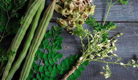 Moringa Oleifera, The Miracle tree? | reNature