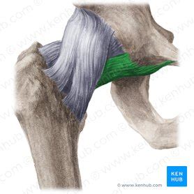 Hip joint: Bones, movements, muscles | Kenhub