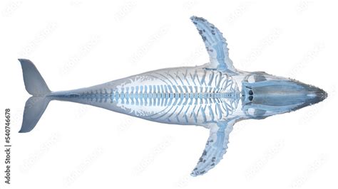 whale anatomy Stock Illustration | Adobe Stock