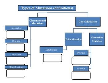 Chromosomal and Gene Mutations Flowchart by ORIC Educational Services