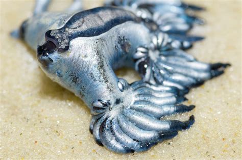 'Do not touch': Blue dragons roaring onto Texas shores | Glaucus ...